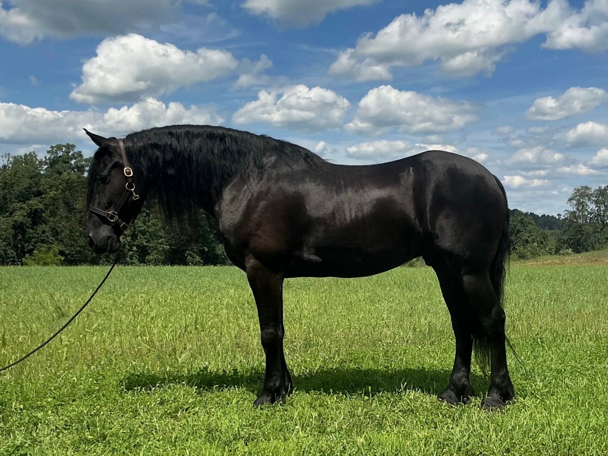 A black horse standing on green grass under a blue sky.
