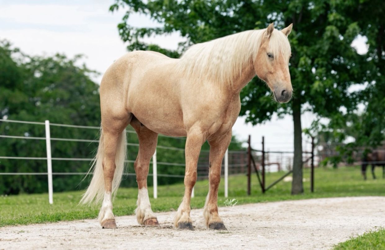 A palomino horse standing on a farm path.