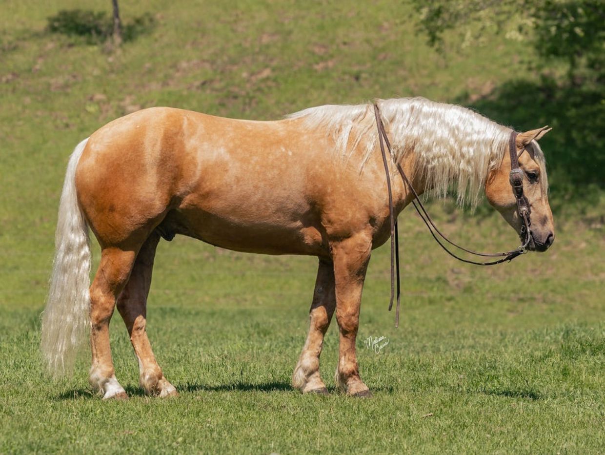 Palomino horse standing on grass with reins.