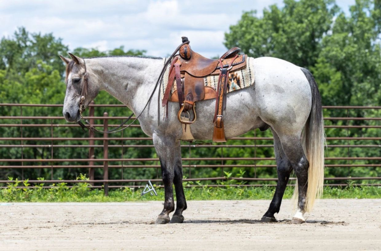 Saddled gray horse standing outdoors.