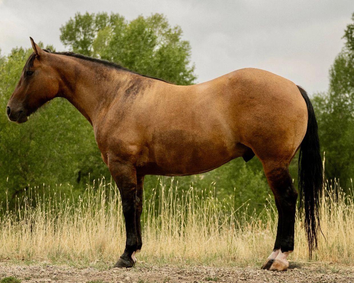 Side view of a brown horse standing on grass.