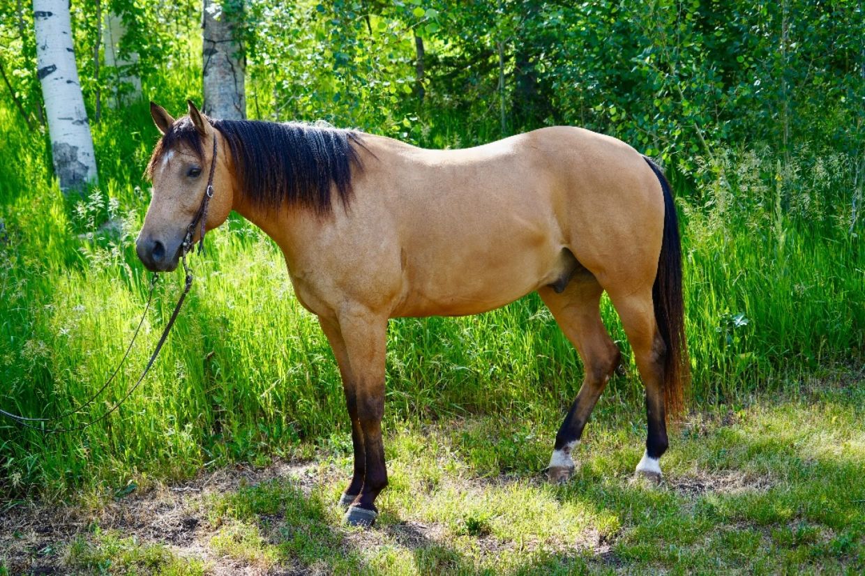 A buckskin horse standing in a green forest clearing.