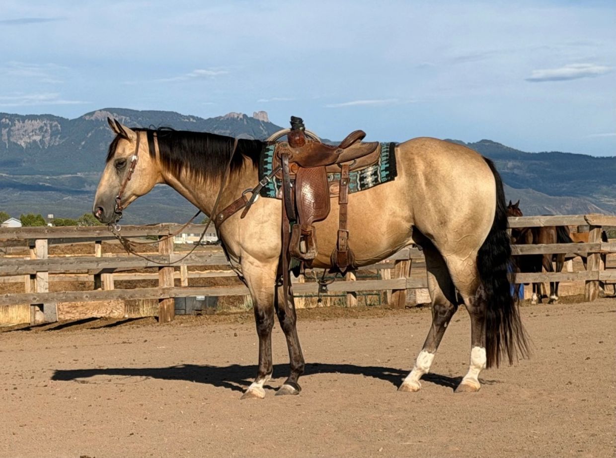 A saddled horse standing in a dirt paddock with mountains in the background.