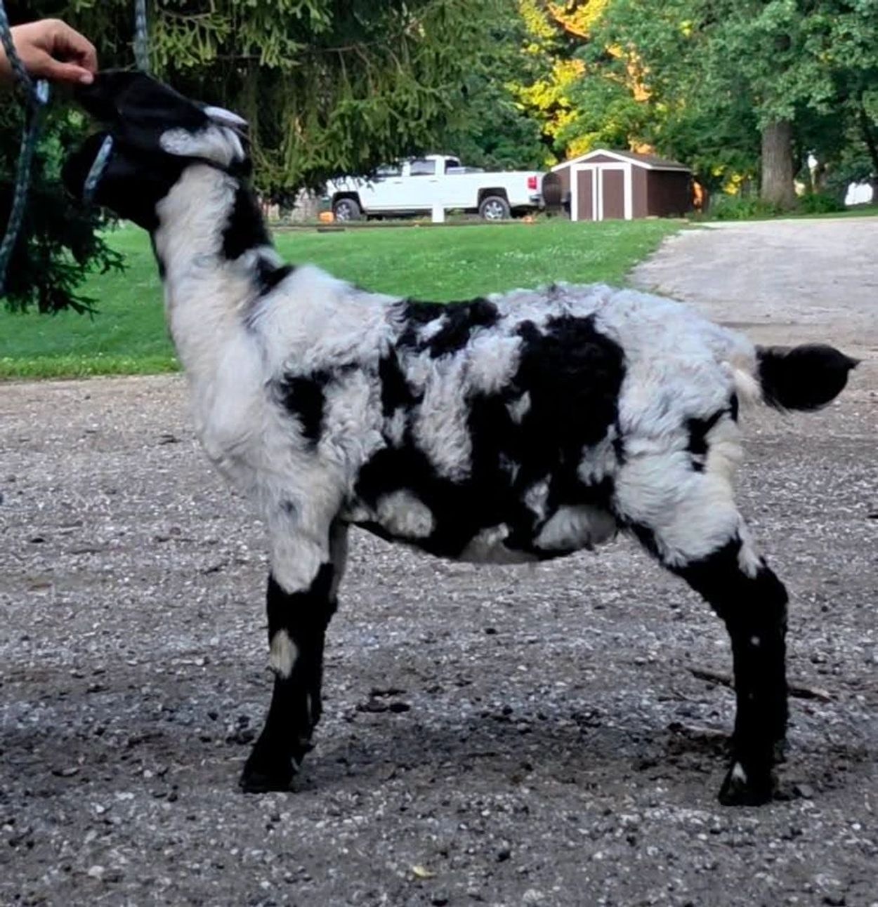 Black and white baby goat standing outdoors.
