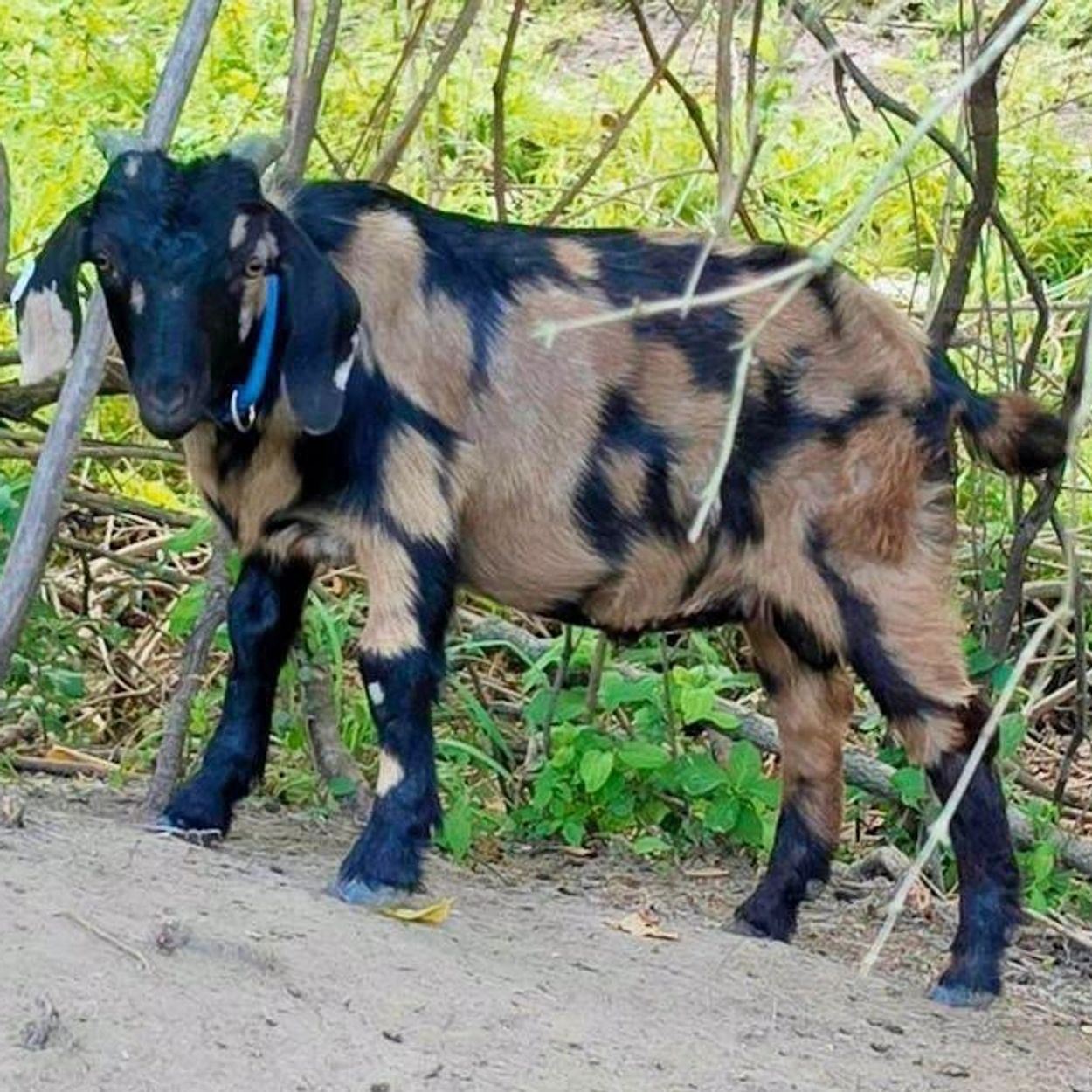 A black and brown goat with a blue collar in a natural setting.