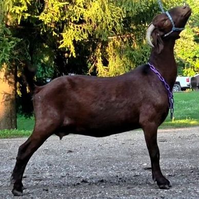 Dark brown goat standing on a gravel path.
