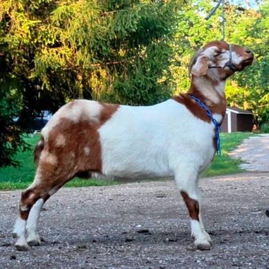 A brown and white goat standing outdoors.