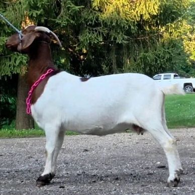 Brown and white goat standing outdoors with a pink collar.