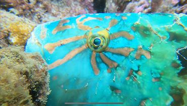 Star-eye parrotfish
Photo by:
Daniel James