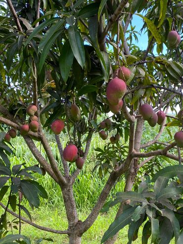 Hawaiian mangos.
Photo by:
Daniel James