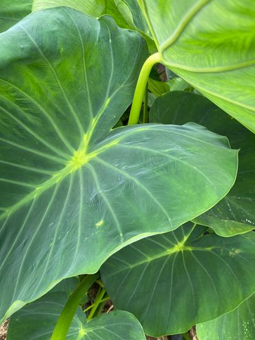 Kalo
Photo by:
Daniel James