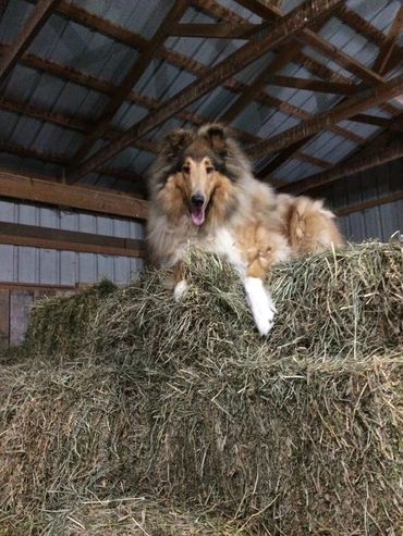 Dawson was given to our sanctuary because his owners no longer had time for him.