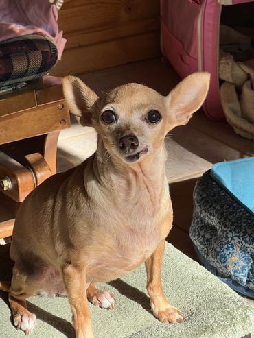 Bambi was a stray Chihuahua in Mexico.