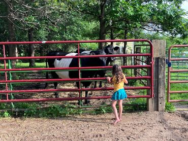 No. 9, a Dutch Belted cow saved from slaughter.