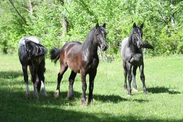Three young horses needed a home when breeding operation planned to shut down. Yearlings.