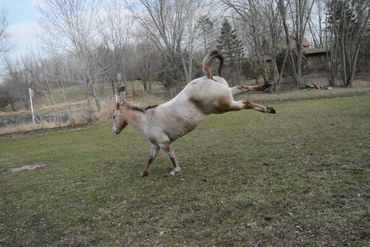Sierra was rescued when her owner could no longer care for her due to cancer.