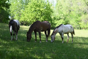 Two horses rescued when owner could no longer care for them due to cancer. One yearling draft cross