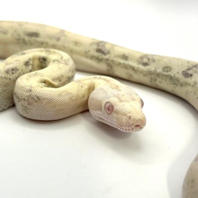 A pale albino snake with light patterns on a white background.