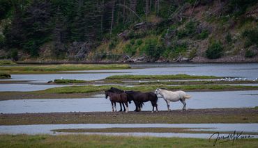 Wild horses in Southern Newfoundland, Canada