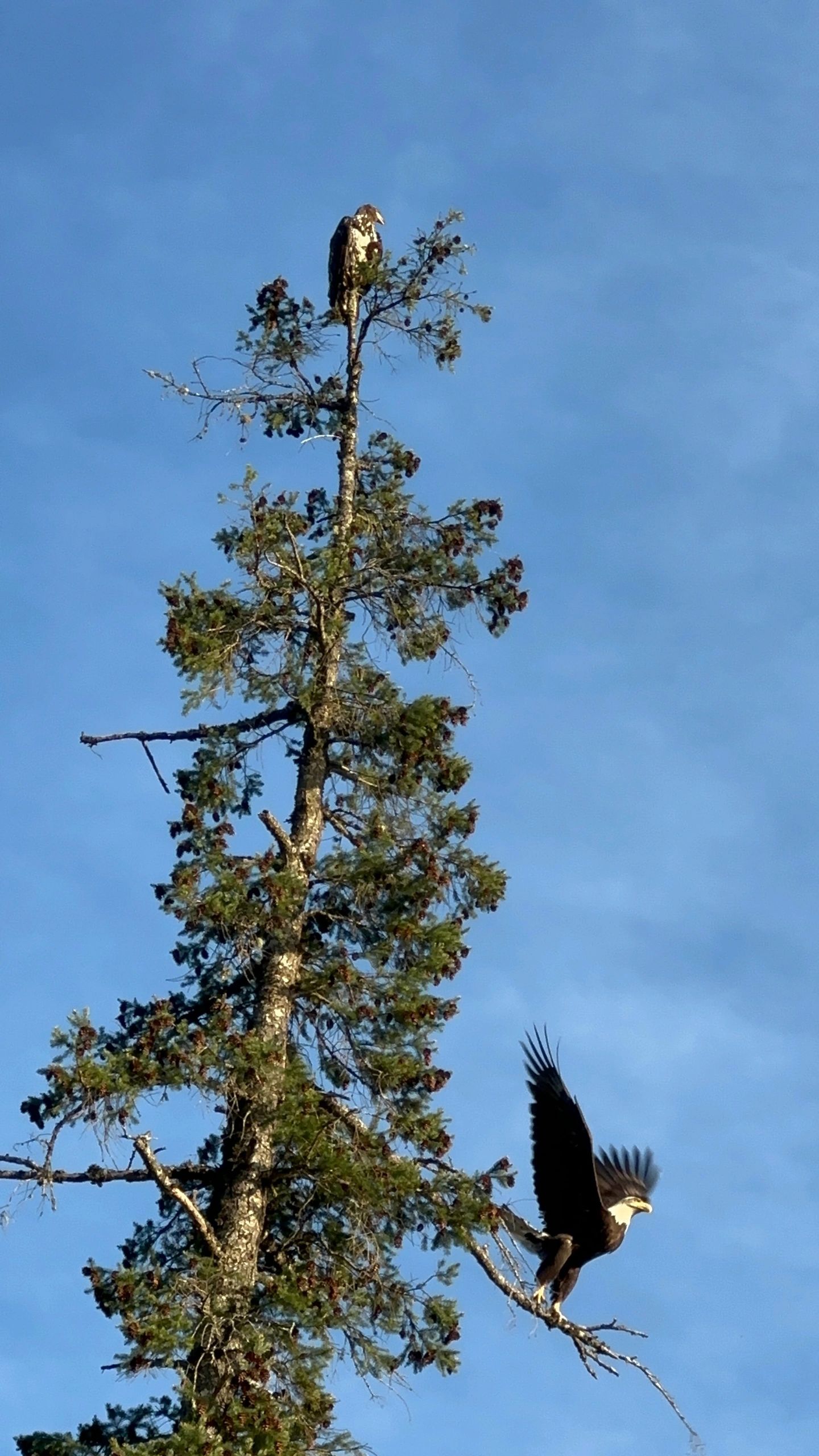 Eagles in St. Mary's Lake, Salt Spring Island. Courtesy of Tania A.