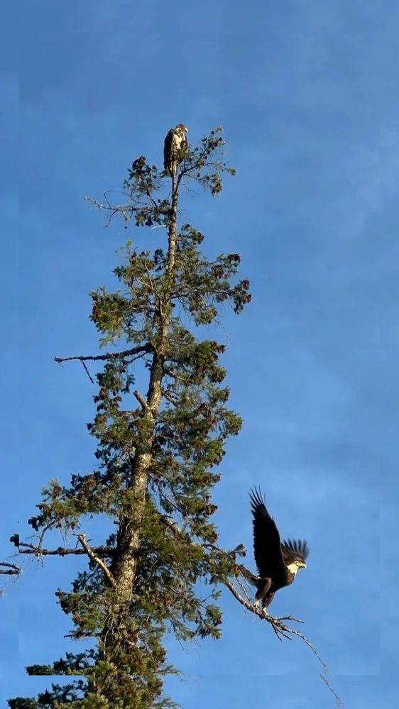 2 eagles standing on a tree; parent eagle and offspring