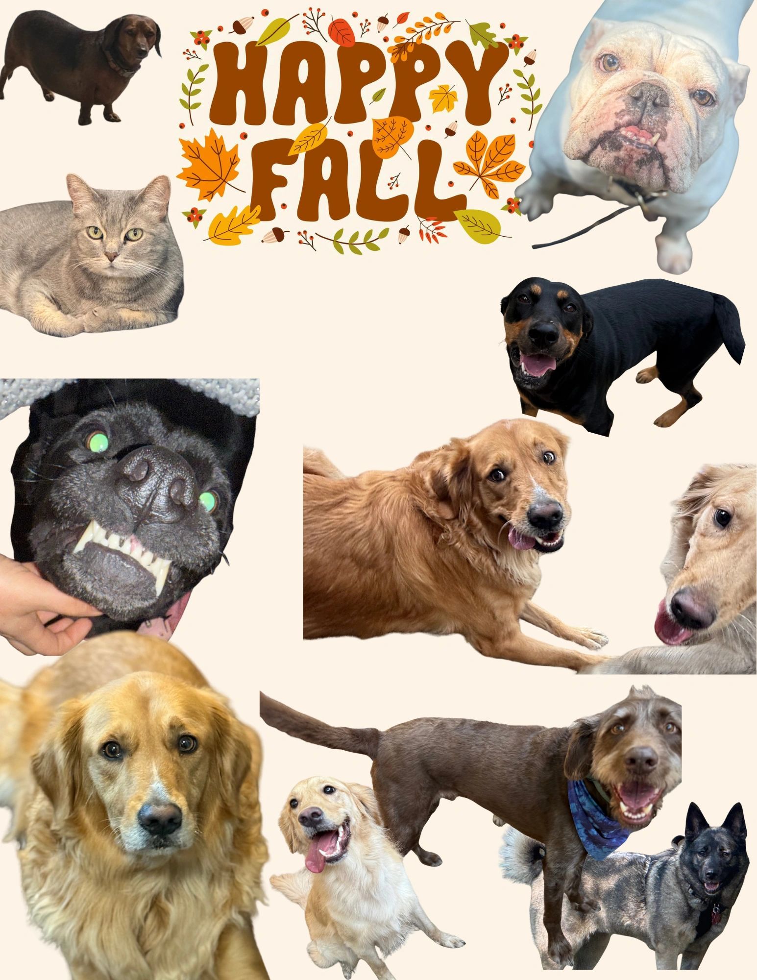 pets from this week!