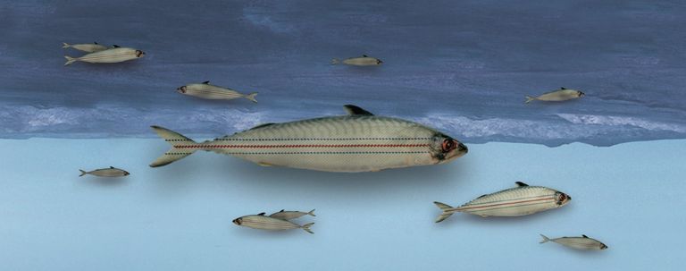 image352