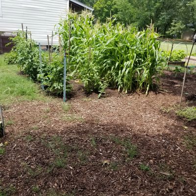 Tomatoes and corn July 2019!