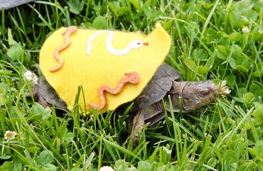 Box Turtle
Turtle Race
Party fun
Birthday party