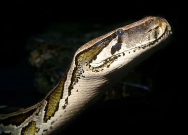 Burmese Python
Python
Snakes
Reptile birthday party
Scout Program
School Assembly