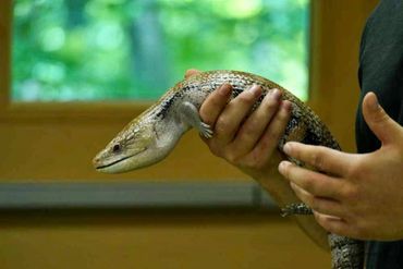Blue Tongue Skink
Lizard
Reptile Birthday Party
Animal Assembly
Strange World of Reptiles