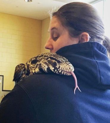 Black and White Tegu
Tegu Lizard
Radical Reptiles
Tropical Rain forest
