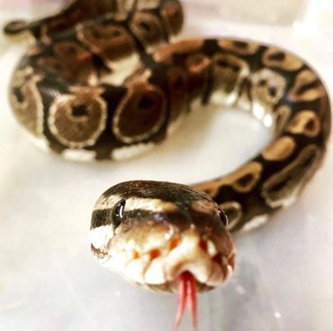 Ball python
snakes
Reptile rescue
Reptile Birthday party
Animal party