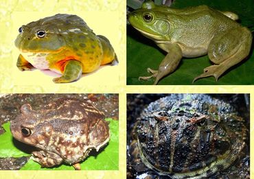 Amphibians
Frogs
Toads
Frog Party