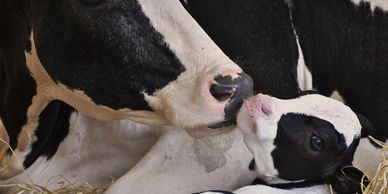 Dairy cow and calve