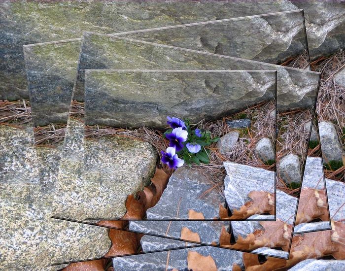 This purple and white violet, growing wild among the rocks, was photographed in Massachuetts.