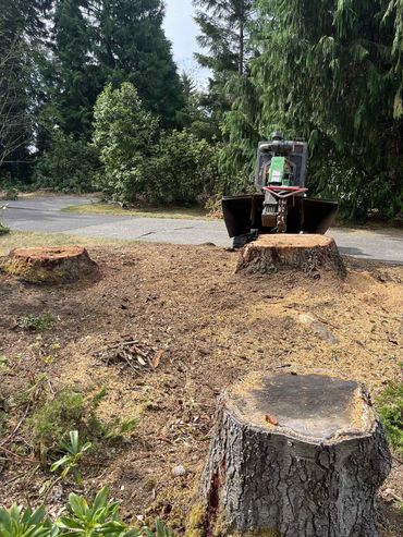 Tree stump grinding