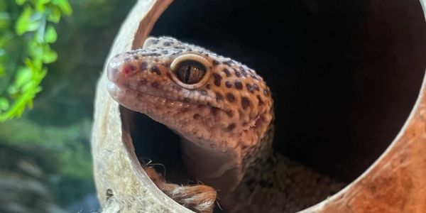 Leopard gecko