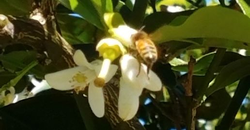 Local orange grove created interest in bee pollination. 