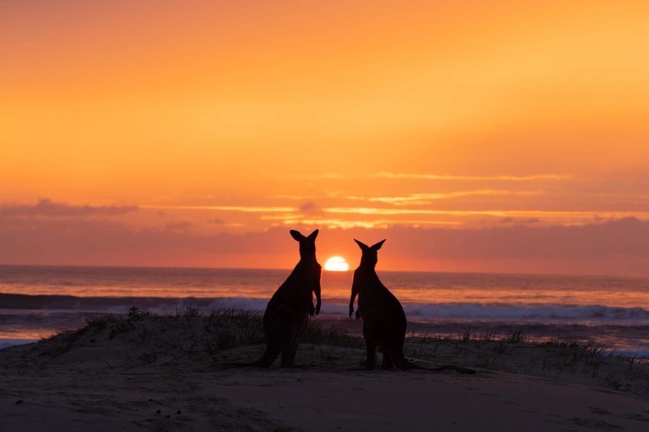 Two kangaroos watching an amazing NSW South Coast sunrise. Raw, untouched Australian wildlife