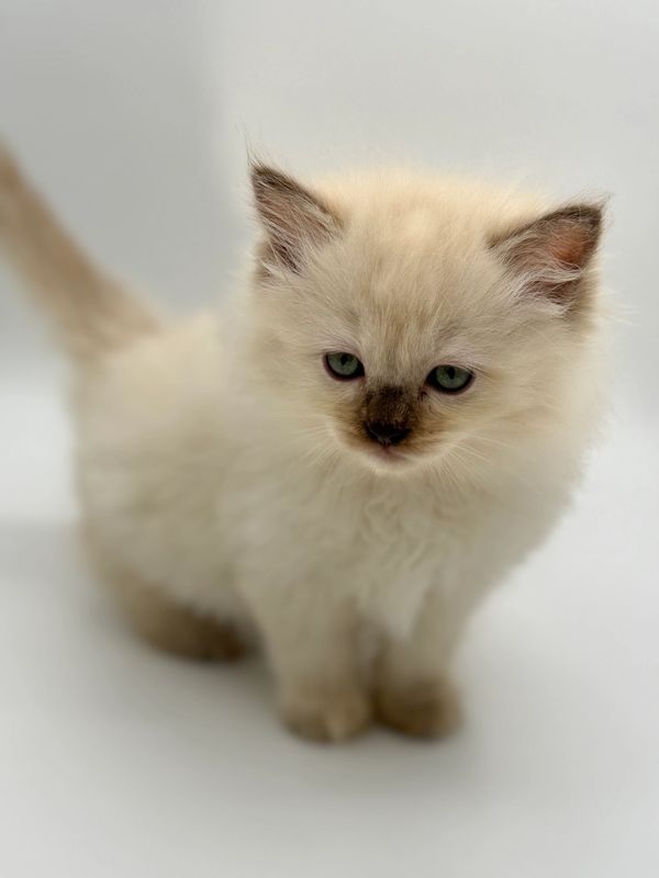 Chocolate point ragdoll kittens available