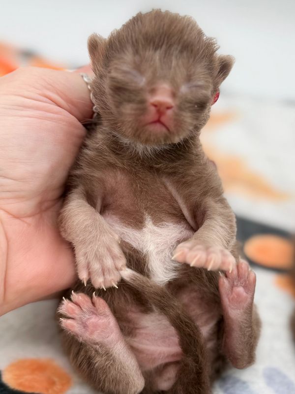 Solid chocolate ragdoll kittens for sale