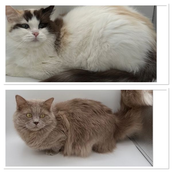 Chocolate ragdoll kittens, lilac ragdoll kittens, chocolate tortie ragdoll kittens