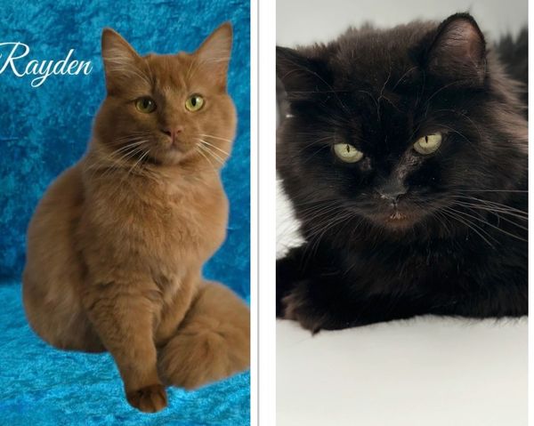 Solid Cinnamon and solid black ragdoll kittens