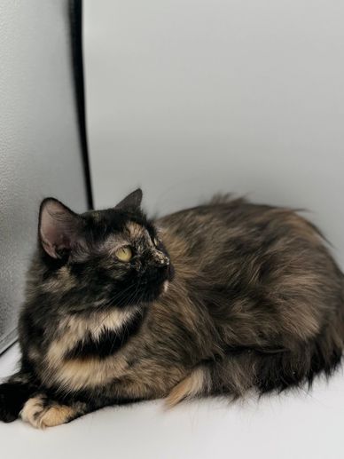 Black tortie solid ragdoll