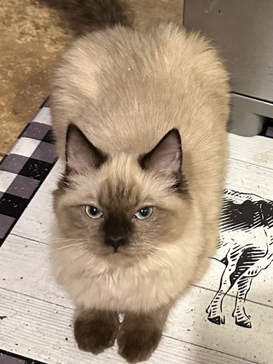 Chocolate mink colorpoint ragdoll