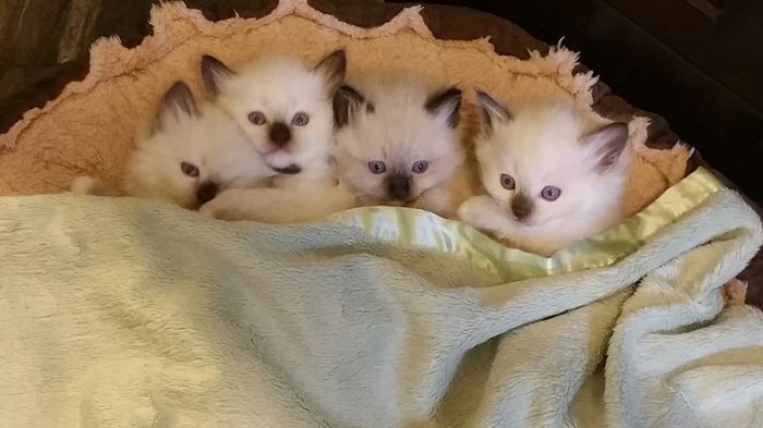 SEAL POINT AND BLUE BICOLOR RAGDOLLS