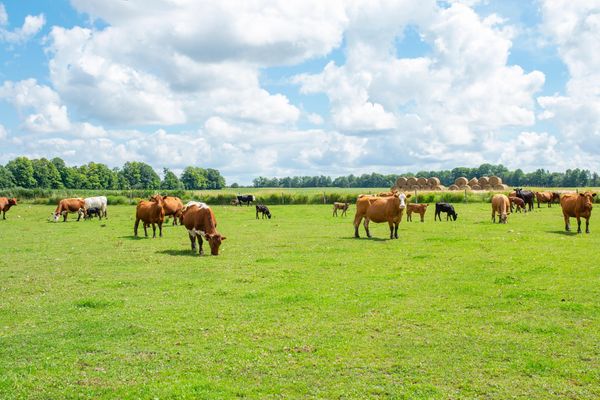 Cows grazing in a green field with a blue sky.