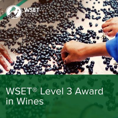 Hands sorting dark grapes for wine production, promoting WSET Level 3 Award in Wines.