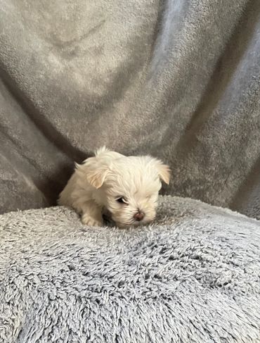 Chi is from Kay an Kings litter an will be RTG 1/20/2026